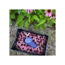 New Chaco Women's Ramble Rugged Canvas Shoe Ivory Khaki